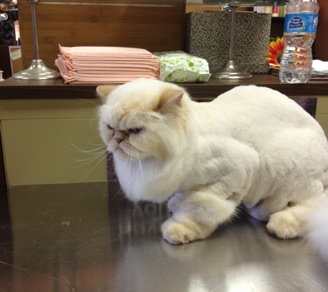 The Main Lion cat grooming - Paoli, PA