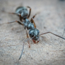 Richard J Maguire Pest Control - Pest Control Equipment & Supplies