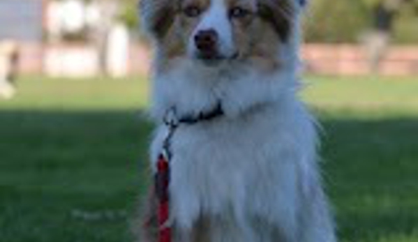 Angelic Canines Dog Training - Moorpark, CA