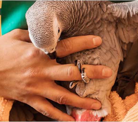 Warwick Veterinary Clinic - Warwick, QLD
