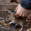 Let's Go Pest Control gallery