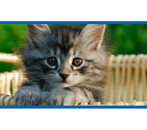 Kanwal Veterinary Hospital - Kanwal, NSW