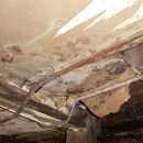 Mold Removal Express - Mold Remediation