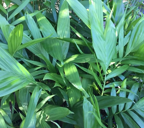Premier Palms Nursery - Mariginiup, WA