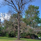 To The Top Tree Service