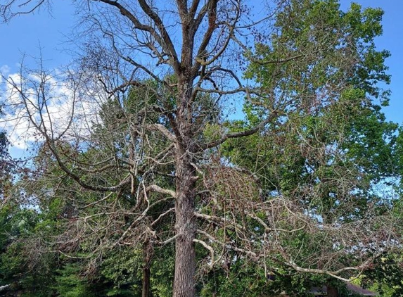 To The Top Tree Service