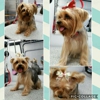 Bless Your Pawz, LLC mobile dog grooming spa gallery