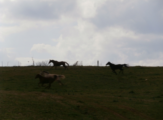 Whirlwind Stables - Greeneville, TN