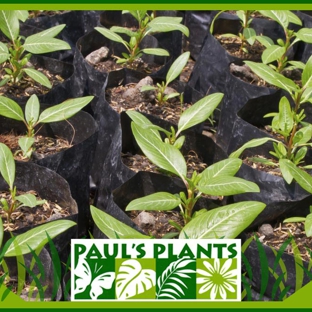 Paul's Plants - Carrara, QLD. Pauls Plants Is The Best Value Plant Nursery On The Gold Coast