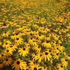 Vermont Wildflower Farm