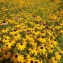 Vermont Wildflower Farm