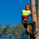 Bayamito Tree Trimming Corp - Tree Service