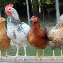 Tucson Organic Chicken and Livestock Feed at Wholesale Prices - Food Products-Wholesale