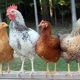 Tucson Organic Chicken and Livestock Feed at Wholesale Prices