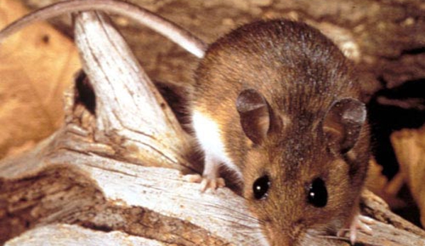 Antibug Pest Management - Castle Hill, NSW
