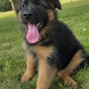 Shiflett Shepherds - Pet Breeders