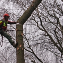Total Tree Service - Landscaping & Lawn Services