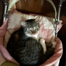 Nebraska Animal Medical Center - Pet Services