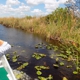 Florida Airboating