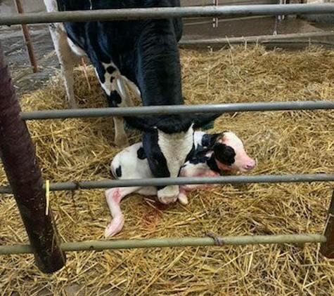 Blue Hyll Dairy - Clinton, IA