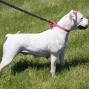 CORNERSTONE BULLDOGS AMERICAN BULLDOG - Pet Breeders