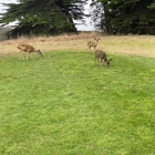 Sea Ranch Golf Course