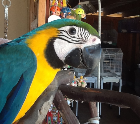 Tweety Bird Aviary - Huntsville, AL