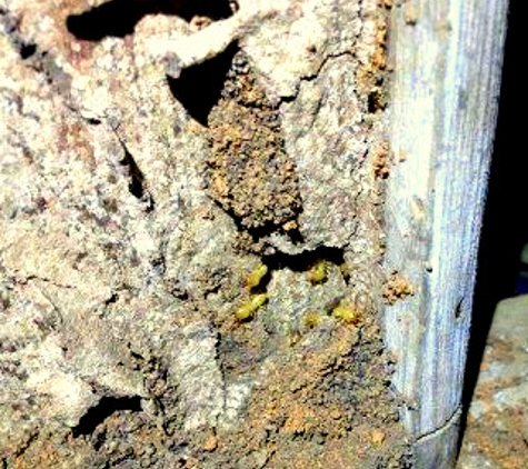 Redlands Pest Control