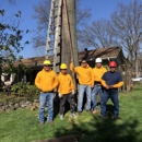 Maxima's Tree Service LLC - Tree Service