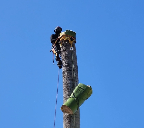 Full Tree Services - Davie, FL. Weston Fl - Removal of Royal Palm Tree's 