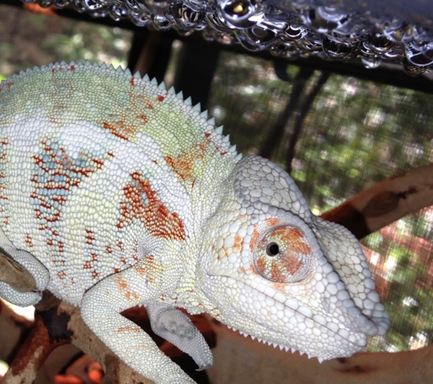 Reptiles Reptropolis - Capistrano Beach, CA