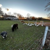 Cutchogue Village Farms gallery