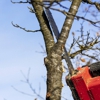 Alpha Tree Care Company gallery