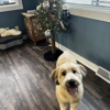 Pampered Pup Grooming gallery