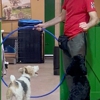 PJH Dog Training gallery