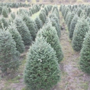 Sibgo Tree Company - Christmas Trees