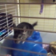 Furrylovables Chinchilla Breeder & Rescue