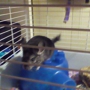 Furrylovables Chinchilla Breeder & Rescue