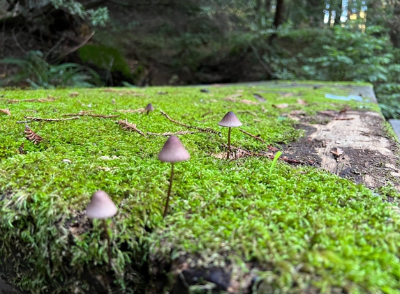 Redwood Regional Park - Oakland, CA