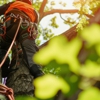 Tree Frog Tree Services gallery