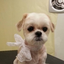 BlazingStar Grooming - Pet Grooming