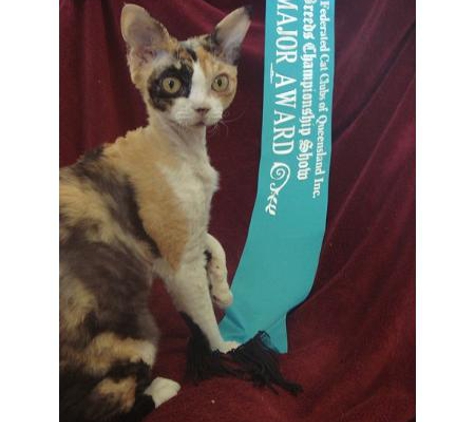 Cats Queensland Inc.