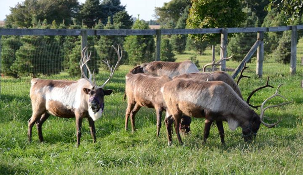 Hardy's Reindeer Ranch - Rantoul, IL