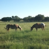 Texas Star Farm gallery