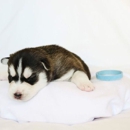Christmas Pet Suppliers-Buy Siberian Husky Puppies - Pet Services