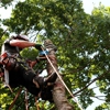 L. A. Tree Service Corp gallery