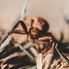 Liberty Pest Services gallery