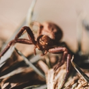Ideal Pest Control Inc. - Pest Control Equipment & Supplies