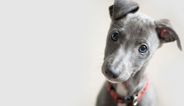 Williams River Veterinary - Clarence Town, NSW