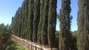 Big Tex Trees Nurseries - Garden Centers